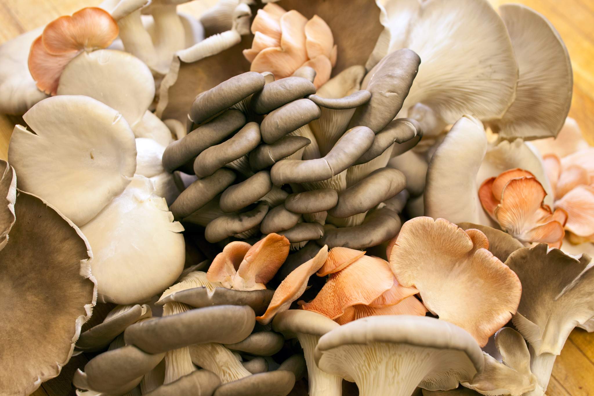 Food Photography--Fungi Food Porn